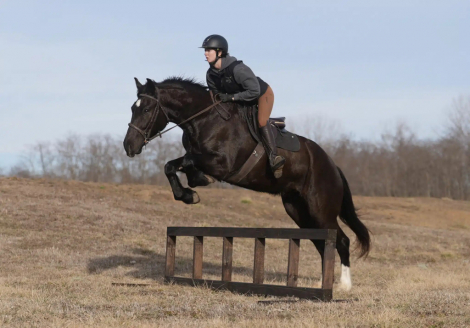 HorseID: 2309421 Pearl - PhotoID: 1093809