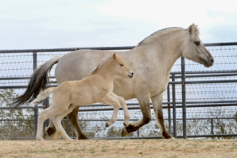 HorseID: 2309422 Sunnyside Njord's Fernando - PhotoID: 1093810