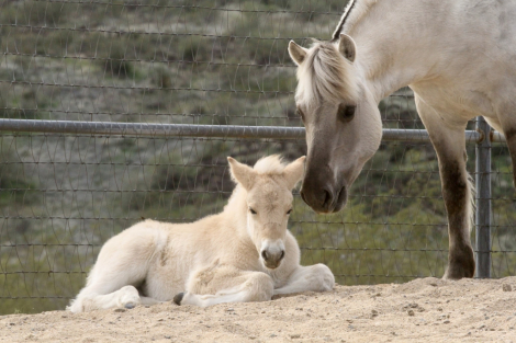 HorseID: 2309422 Sunnyside Njord's Fernando - PhotoID: 1093811