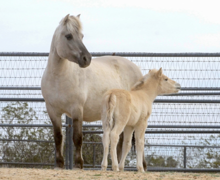 HorseID: 2309422 Sunnyside Njord's Fernando - PhotoID: 1093812