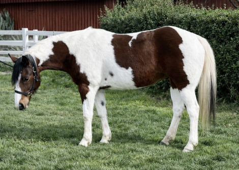 HorseID: 2309425 Belle - PhotoID: 1093817