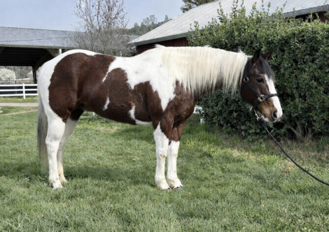 HorseID: 2309425 Belle - PhotoID: 1093818