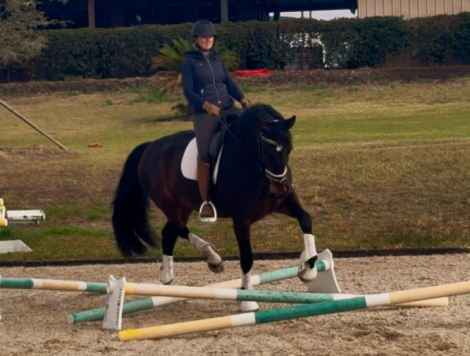 HorseID: 2309427 Daire - PhotoID: 1093820