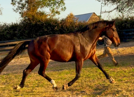 HorseID: 2309427 Daire - PhotoID: 1093822