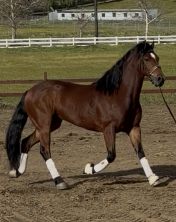 HorseID: 2309429 Henry - PhotoID: 1093823