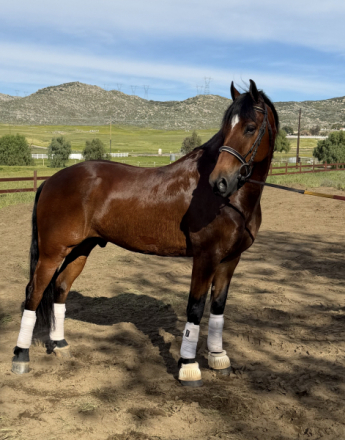 HorseID: 2309429 Henry - PhotoID: 1093824