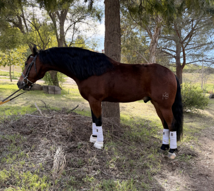 HorseID: 2309429 Henry - PhotoID: 1093825