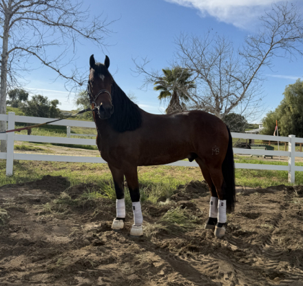 HorseID: 2309429 Henry - PhotoID: 1093826