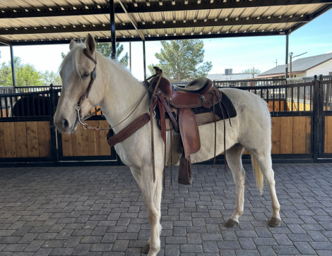 HorseID: 2309435 Barbie - PhotoID: 1093827