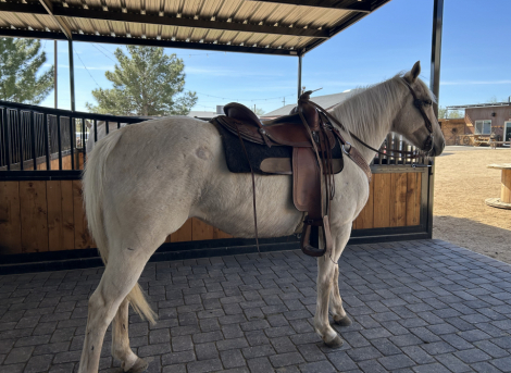 HorseID: 2309435 Barbie - PhotoID: 1093828