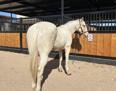 HorseID: 2309435 Barbie - PhotoID: 1093829