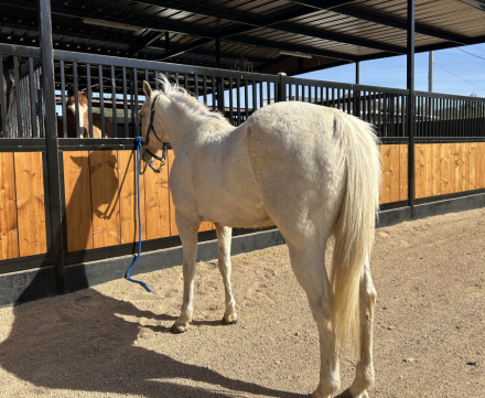 HorseID: 2309435 Barbie - PhotoID: 1093830