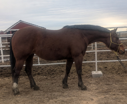 HorseID: 2309438 Rose - PhotoID: 1093831