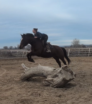 HorseID: 2309438 Rose - PhotoID: 1093833