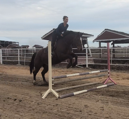 HorseID: 2309438 Rose - PhotoID: 1093834