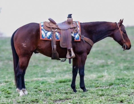 HorseID: 2309440 THIS BOOGERS POPULAR - PhotoID: 1093841