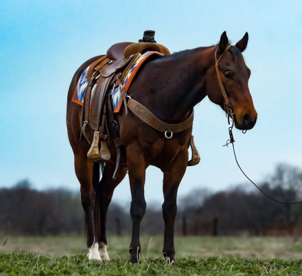 HorseID: 2309440 THIS BOOGERS POPULAR - PhotoID: 1093842