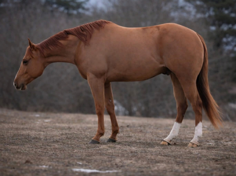 HorseID: 2309441 CANT KICK JACK - PhotoID: 1093844