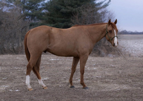 HorseID: 2309441 CANT KICK JACK - PhotoID: 1093846