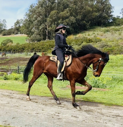 HorseID: 2309445 Rev. Homer's Digging Deep - PhotoID: 1093848