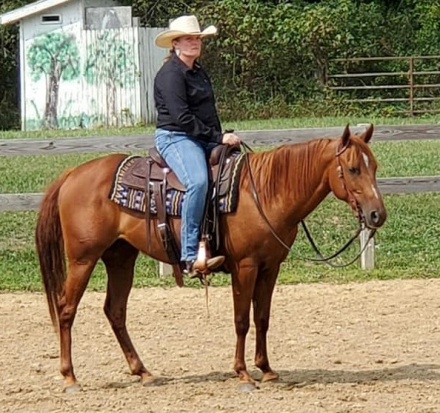 HorseID: 2309453 CSEVN FRENCHMANS HOLI - PhotoID: 1093852