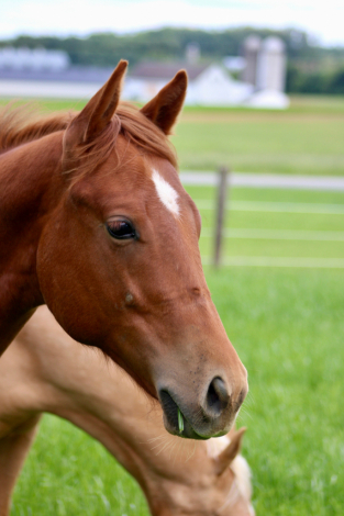 HorseID: 2309455 Famuswithcashngirls - PhotoID: 1093853