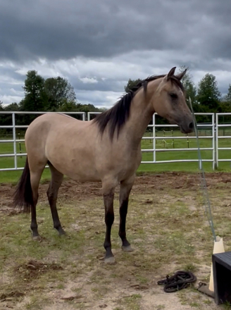 HorseID: 2309461 Bess Dun Kid - PhotoID: 1093860