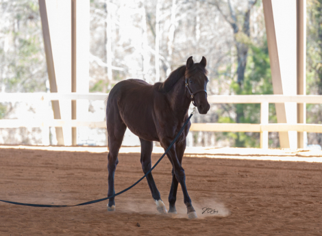 HorseID: 2309475 BLACK COAT PARTY - PhotoID: 1093871