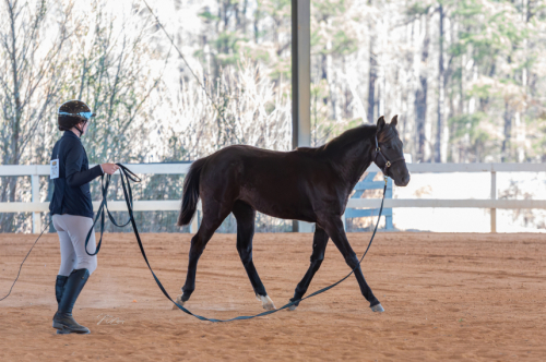 HorseID: 2309475 BLACK COAT PARTY - PhotoID: 1093872