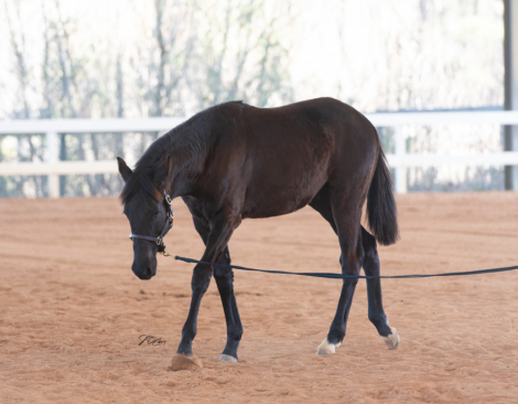 HorseID: 2309475 BLACK COAT PARTY - PhotoID: 1093873