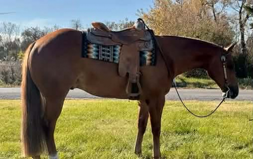 HorseID: 2309478 Made For First Class - PhotoID: 1093875