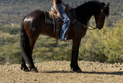 HorseID: 2309483 Remington - PhotoID: 1093876