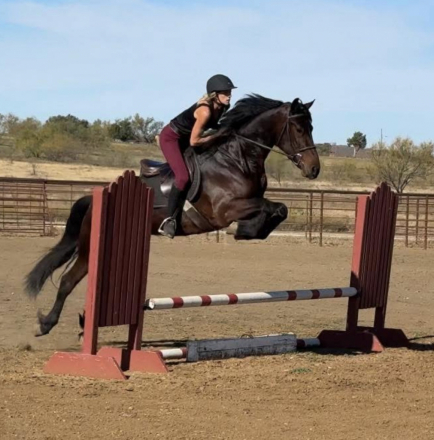 HorseID: 2309483 Remington - PhotoID: 1093877