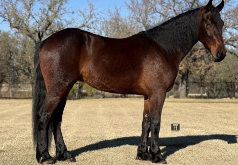 HorseID: 2309483 Remington - PhotoID: 1093878