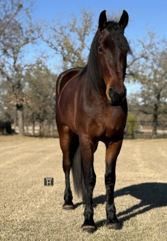 HorseID: 2309483 Remington - PhotoID: 1093879