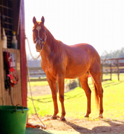 HorseID: 2309485 Wares Tabus Gold - PhotoID: 1093881