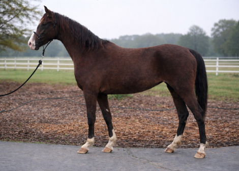 HorseID: 2309486 Sharon JND - PhotoID: 1093880