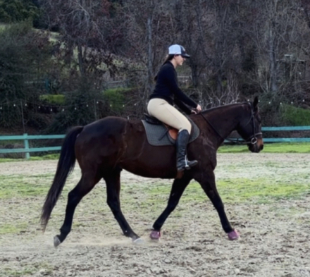 HorseID: 2309487 Moose - PhotoID: 1093955