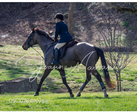 HorseID: 2309489 Stormy - PhotoID: 1093883