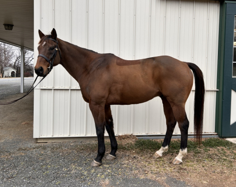 HorseID: 2309489 Stormy - PhotoID: 1093885