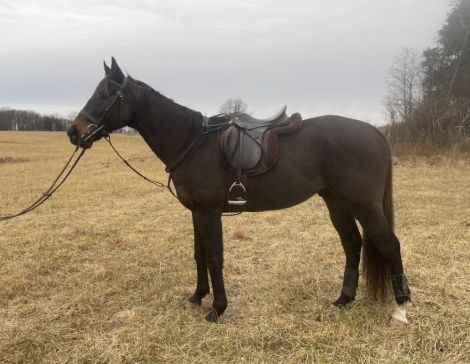 HorseID: 2309490 Gavotte - PhotoID: 1093889