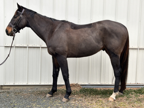 HorseID: 2309490 Gavotte - PhotoID: 1093890