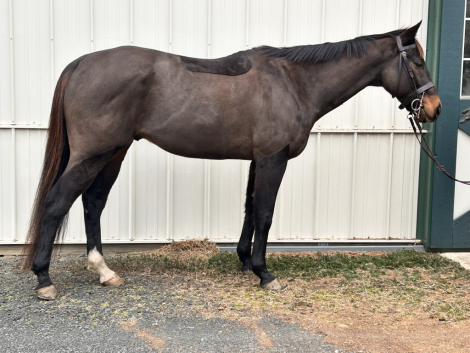 HorseID: 2309490 Gavotte - PhotoID: 1093891