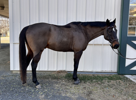 HorseID: 2309491 Ranger - PhotoID: 1093894