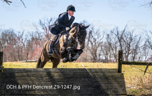 HorseID: 2309492 Indian Hawk - PhotoID: 1093897