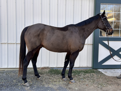 HorseID: 2309492 Indian Hawk - PhotoID: 1093899