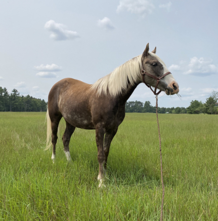 HorseID: 2309494 Cookie - PhotoID: 1093901