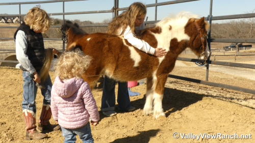 HorseID: 2309496 Pickles - PhotoID: 1093904