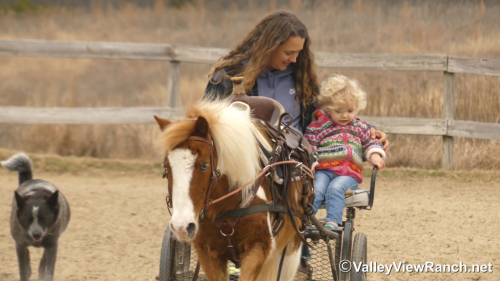 HorseID: 2309496 Pickles - PhotoID: 1093905