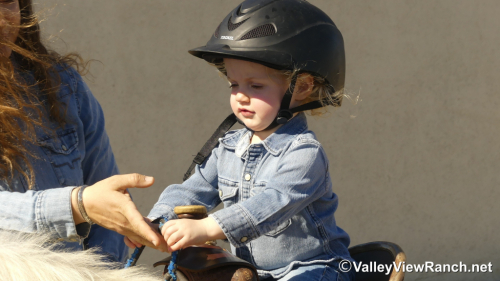 HorseID: 2309496 Pickles - PhotoID: 1093908